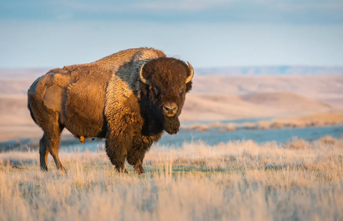 Buffalo Burger Benefit for the Glendive Food Bank, Glendive