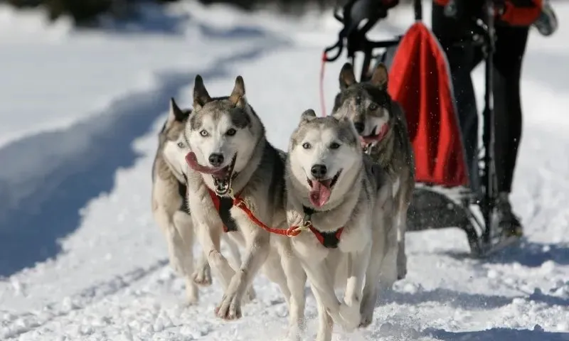Dog Days of Winter, Sled Dog Races and Winter Events, West Yellowstone