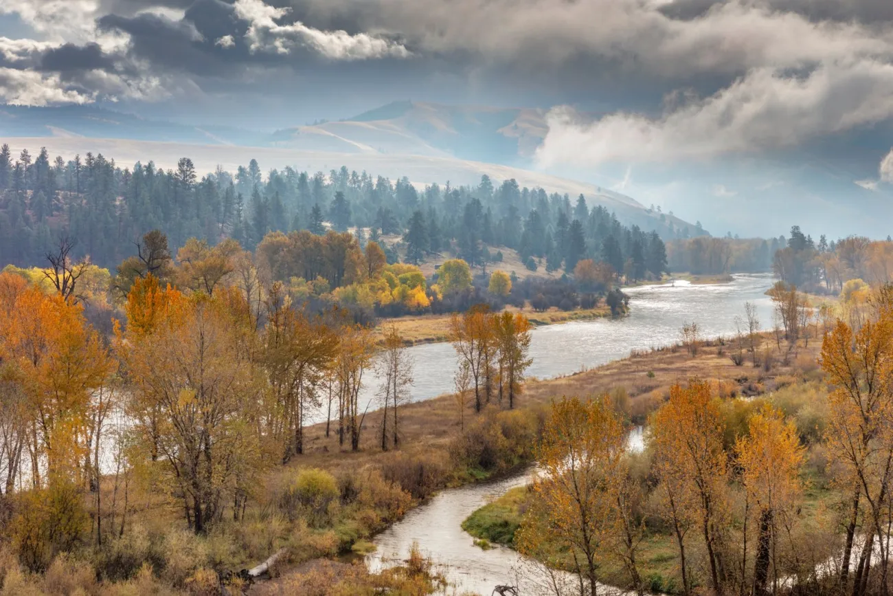 Autumn cottonwoods along the river near Missoula