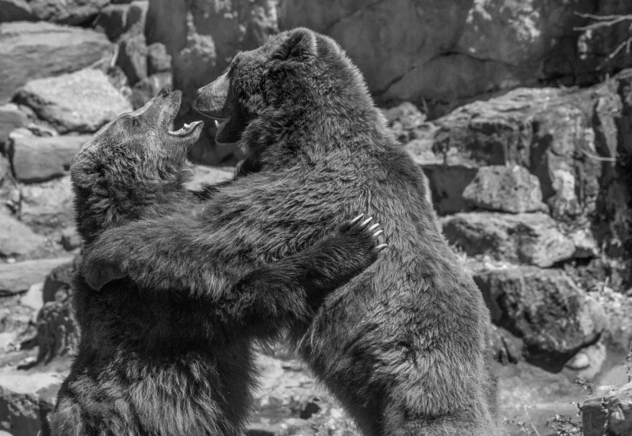 Frame of Mind Presents - The Women and the Bears with Special Guests: Fruits Art Show, Missoula