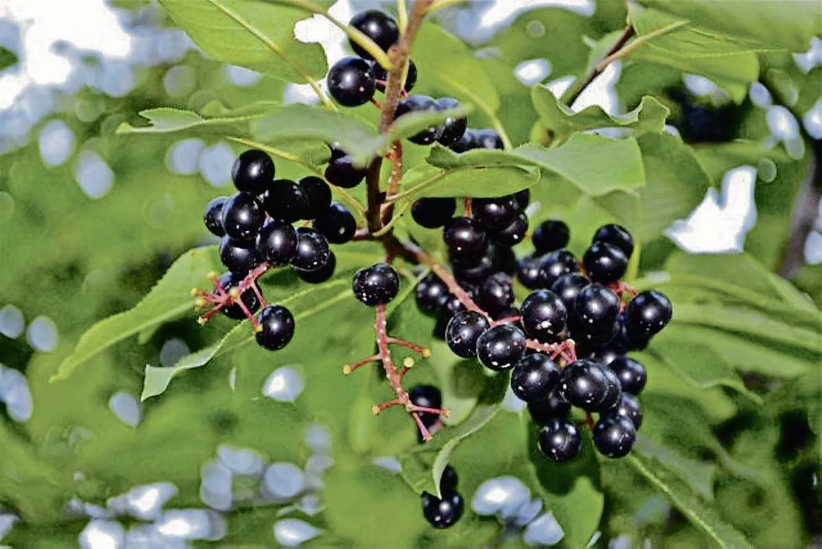 Chokecherry Festival, Lewistown