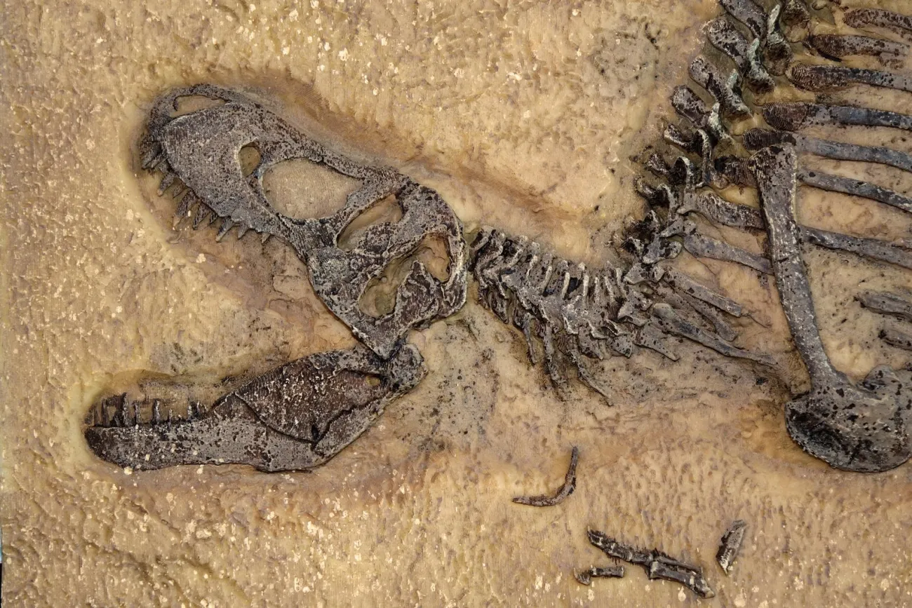 A Tyrannosaurus rex fossil skull