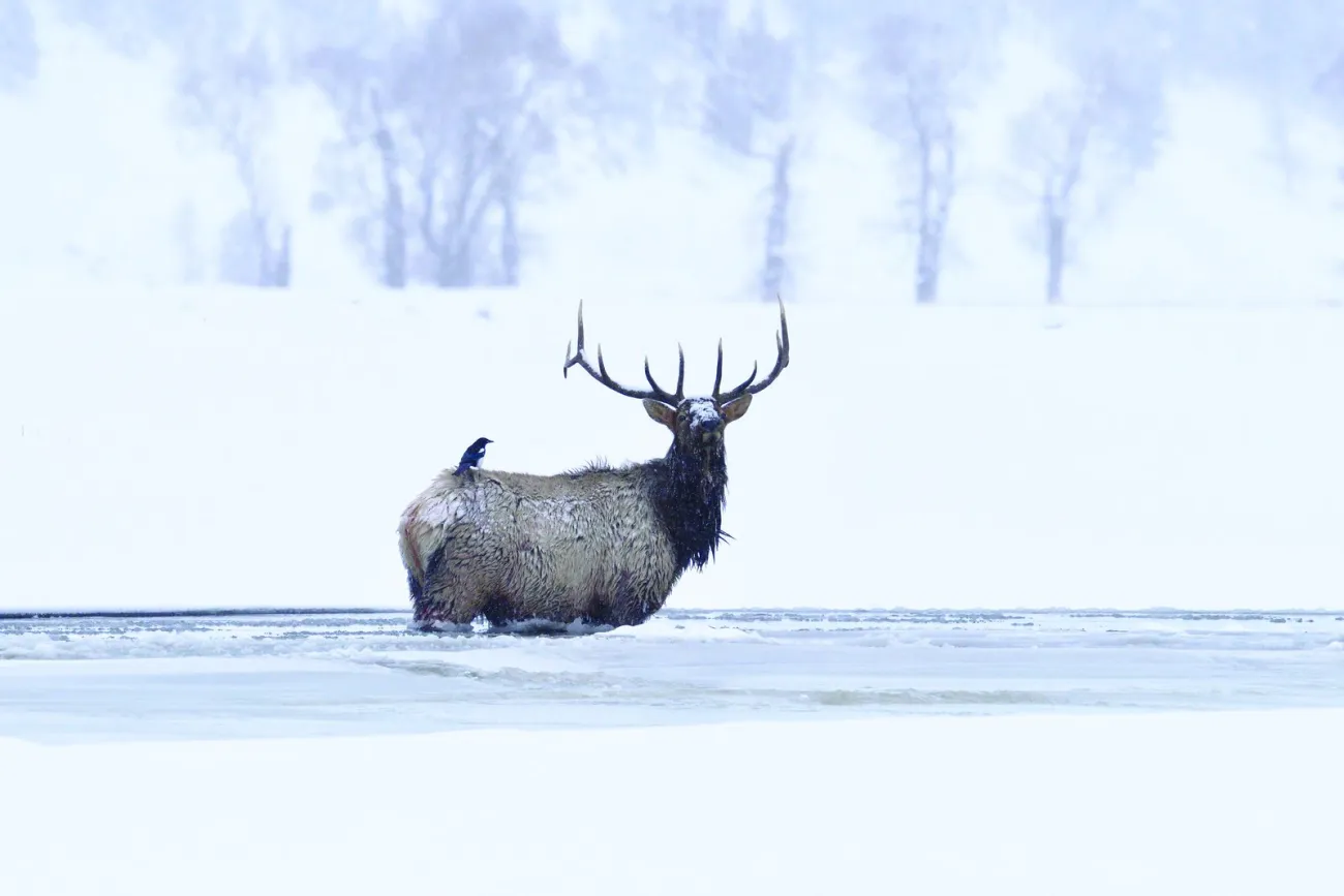 A bull elk in winter