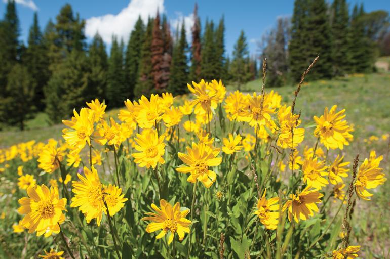 yellow flower