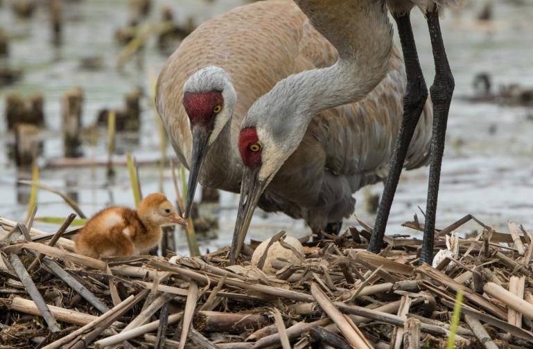 Protecting The Eggs