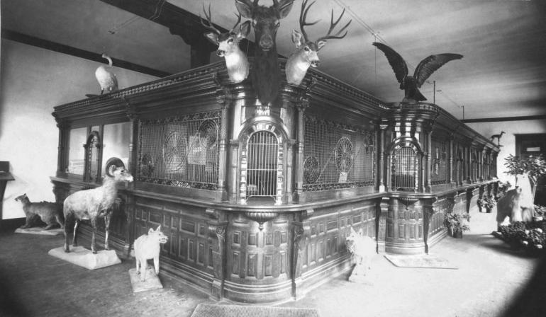 taxidermy Butte bank