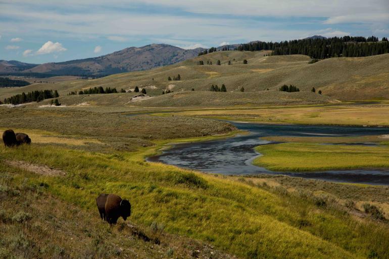 BISON Hayden Valley Polich