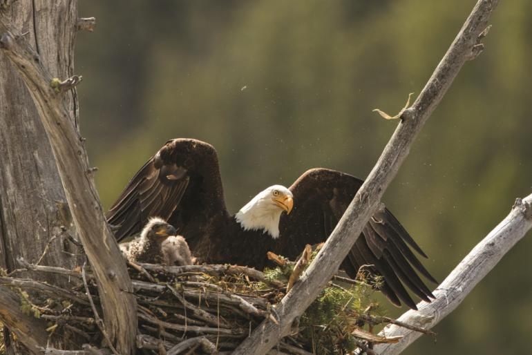 Bald Eagle Eaglet