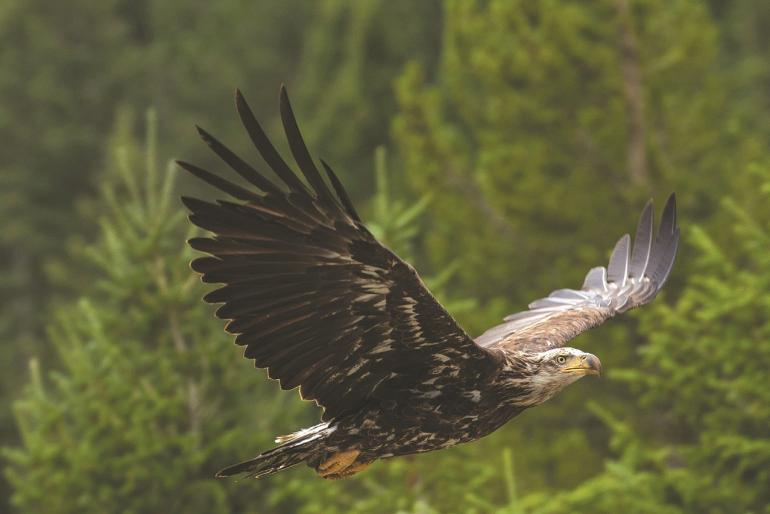 Bald Eagle Immature