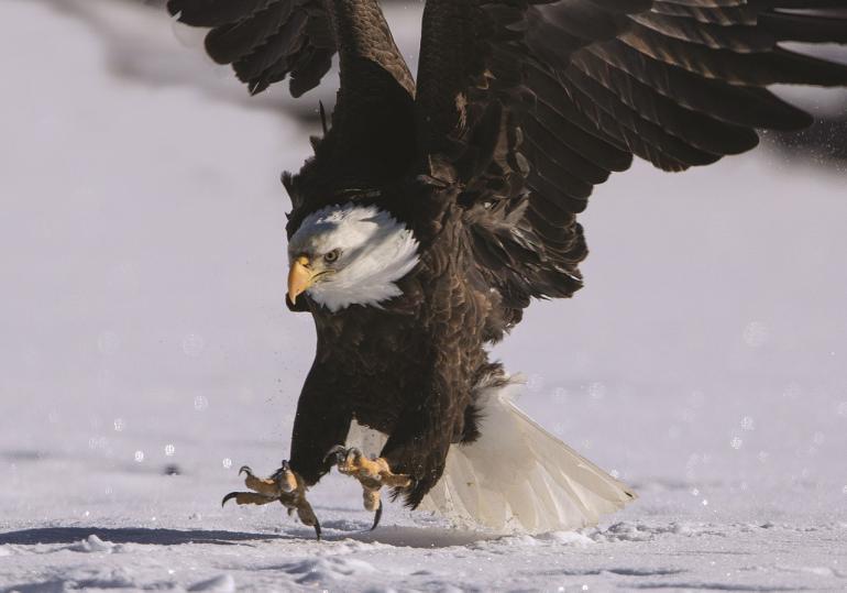 Bald Eagle