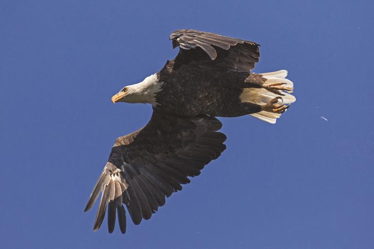 Bald Eagle