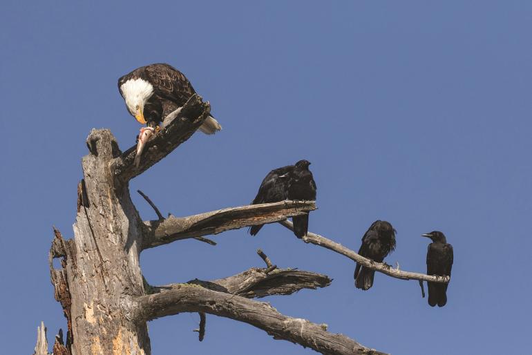 Bald Eaglefish Crows