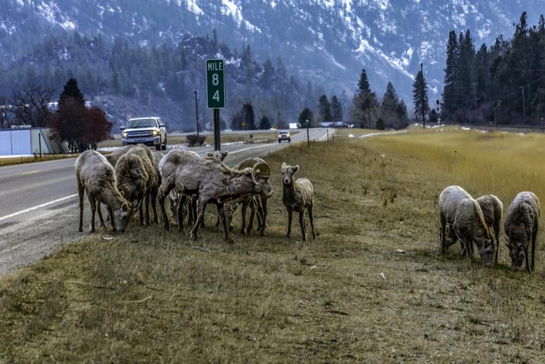 Bighorn Sheep