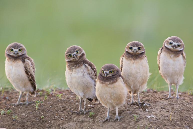 Burrowing Owls