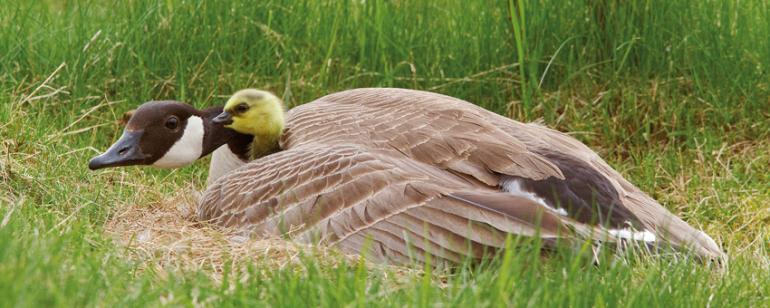 Canada Goose with chick