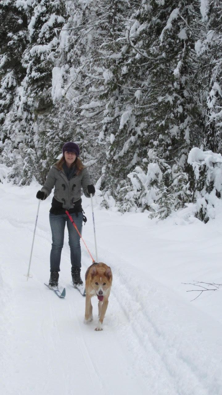 Dog Skijoring