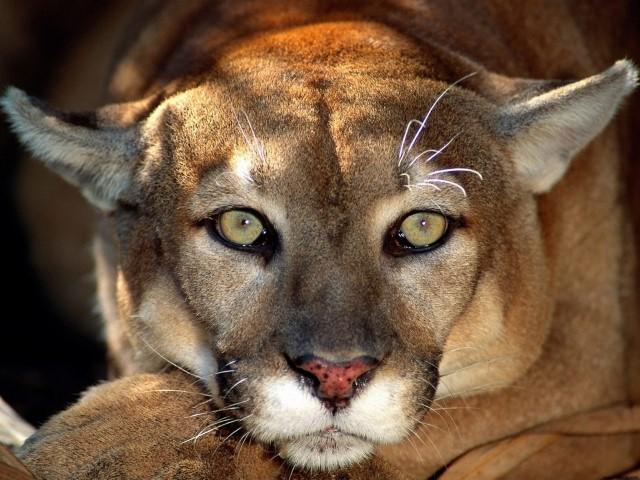 Bear Vs Mountain Lion Which Is More Dangerous