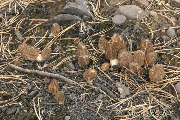Morels Burn Group