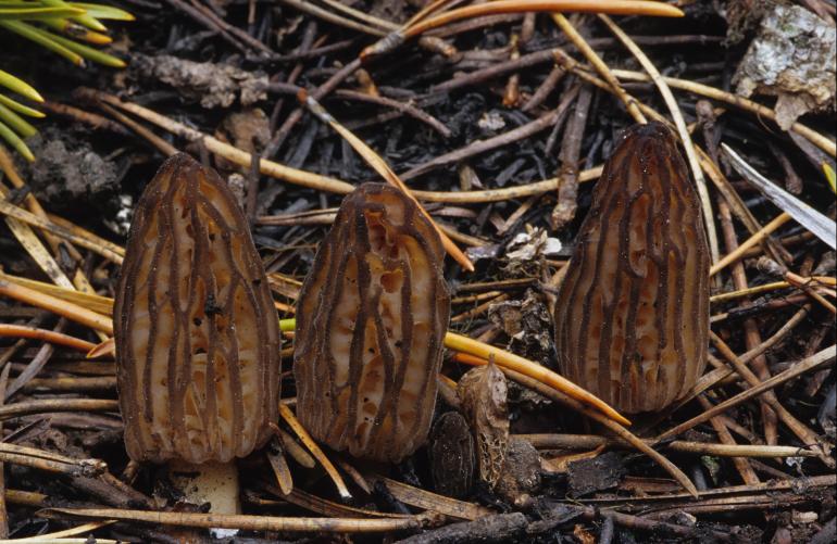 Morels burn three