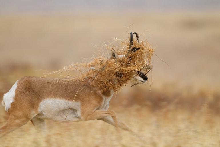 Pronghorn Antelope