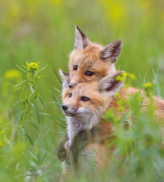 Red Fox Kits