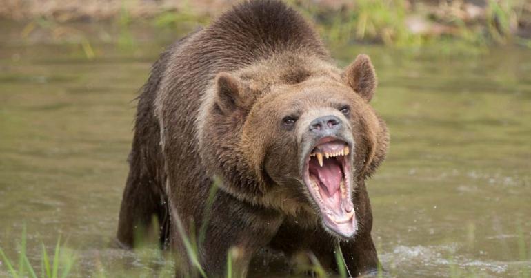 Roaring Bear