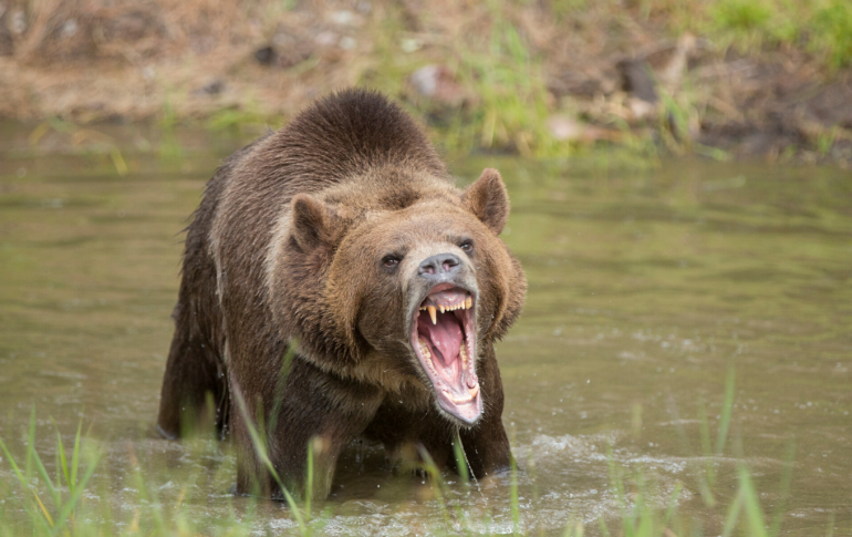 Roaring Grizzly Bear
