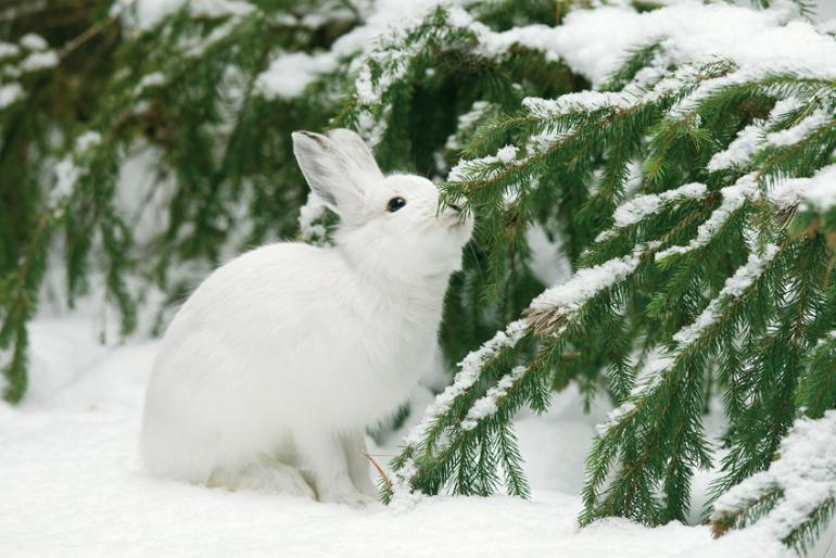 Snowshoe Hare