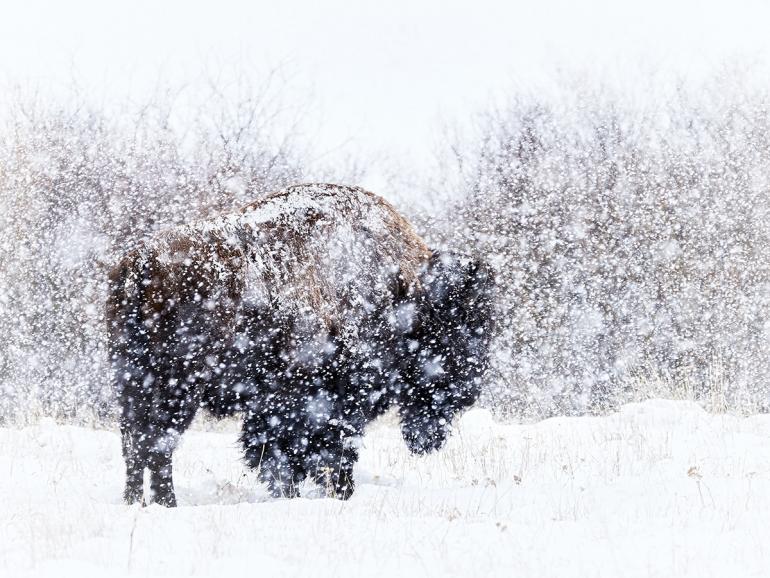 Suess Bison in Snow