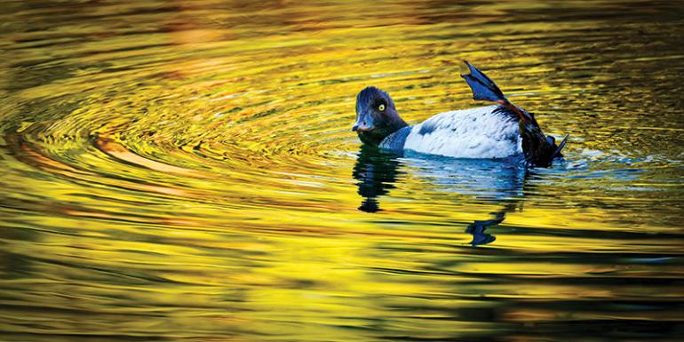 Goldeneye duck