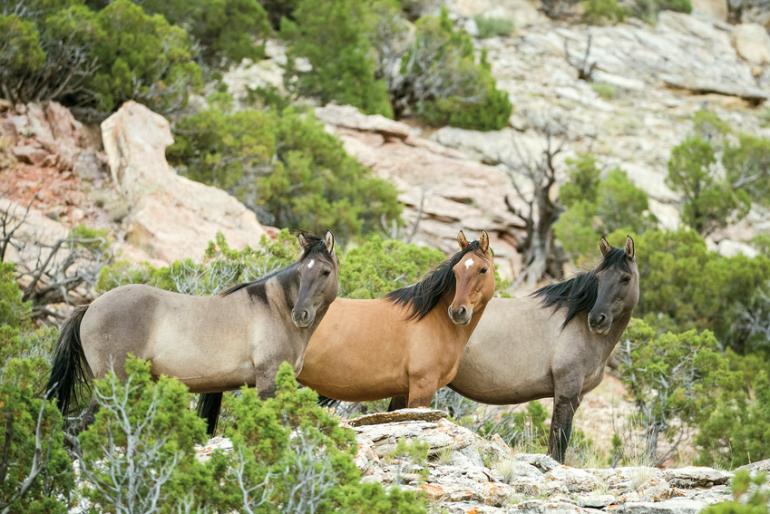 Wild Horses