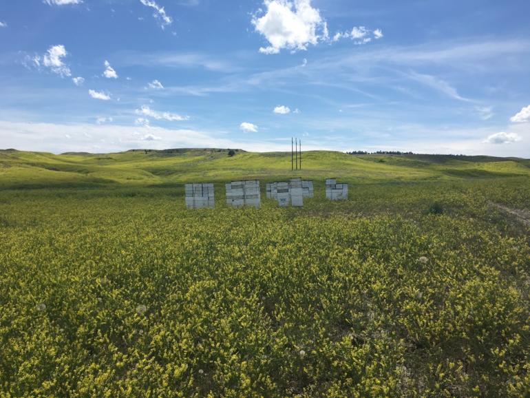 Wingfield Apiaries