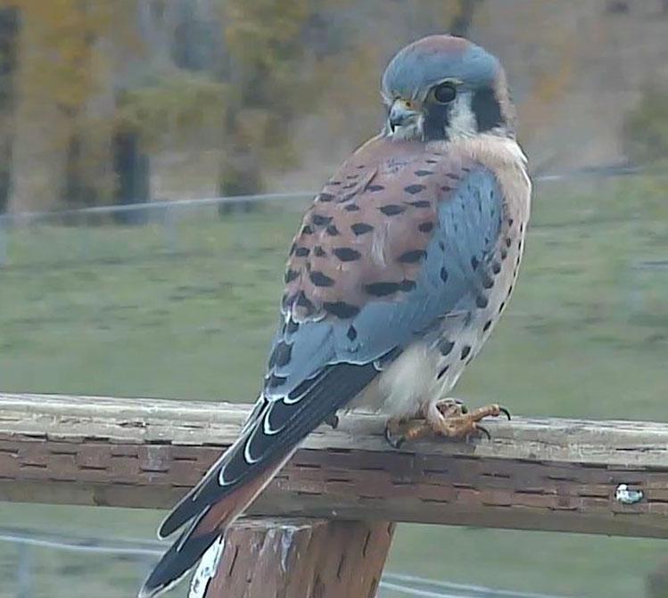 American Kestrel 