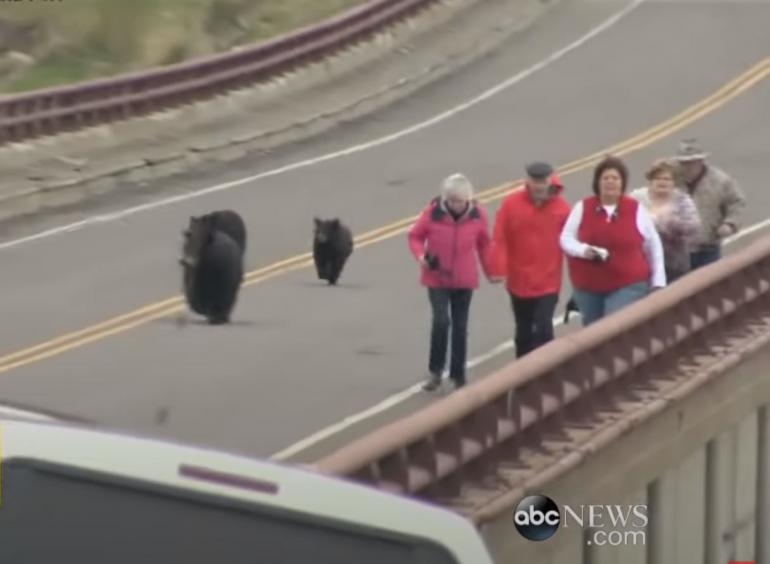 People approaching bears