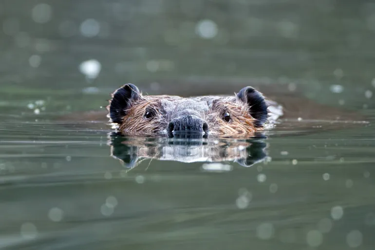 beaver 