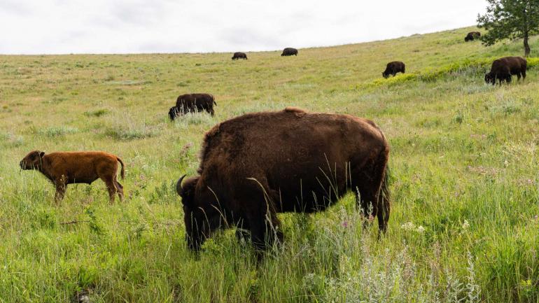 National Bison Range | Photo by Doug Stevens