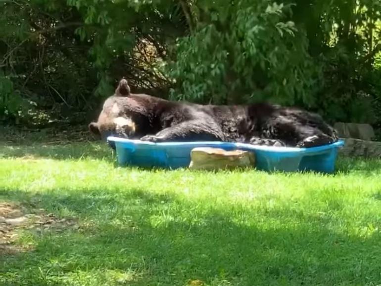 Black bear napping in a kiddie pool