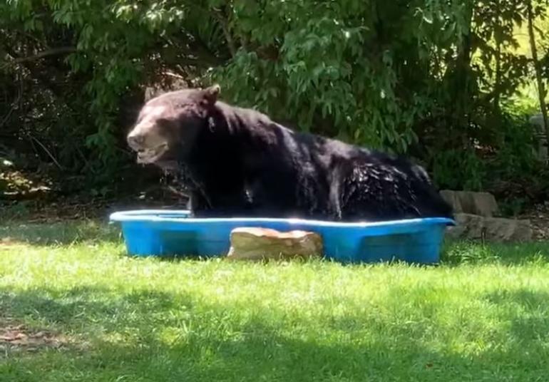 Black Bear in a Kiddie Pool
