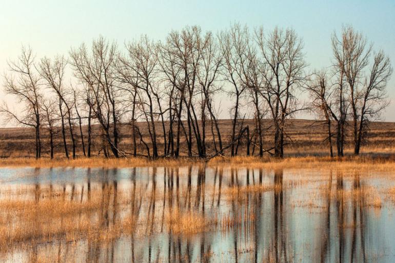 Bowdoin wetland