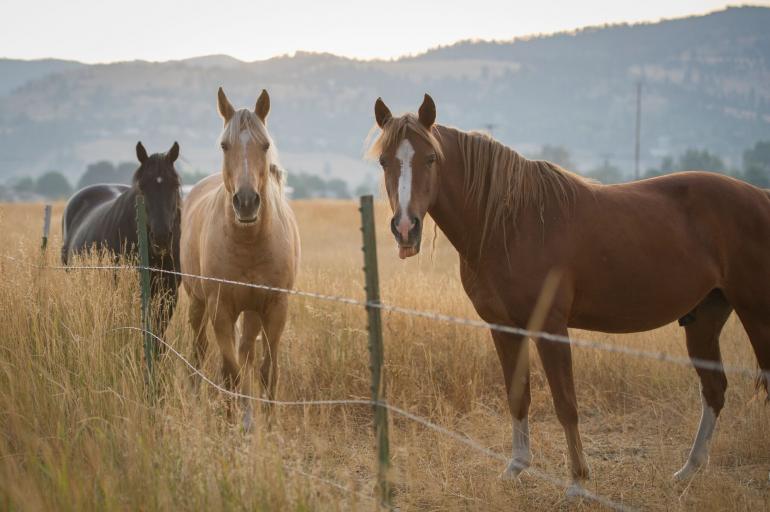 Burke Horses at Dunrovin Photo by Caroly Maier