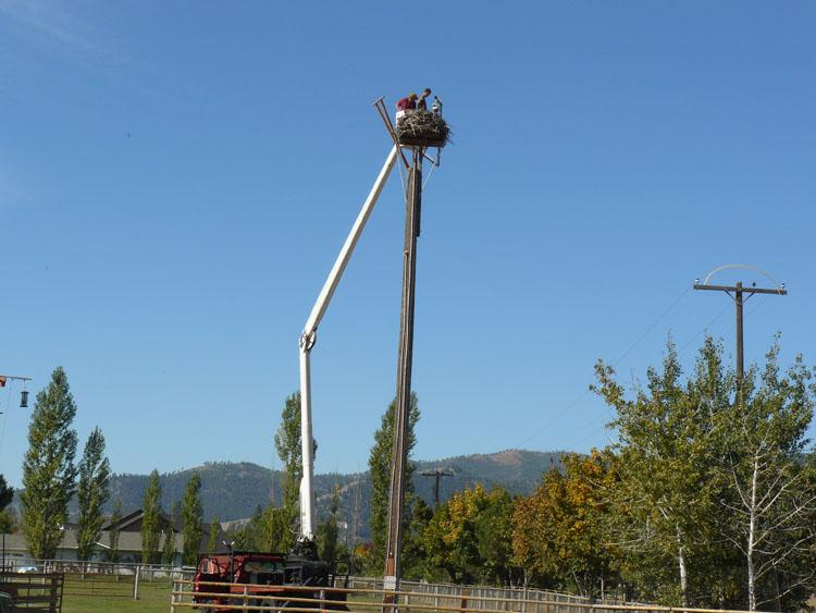 cleaning the webcam and installing the bird feeders after the ospreys depart