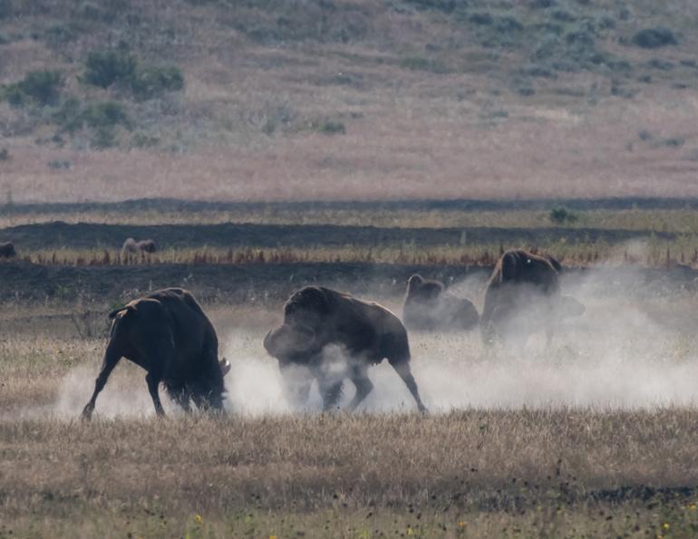 Bison rut