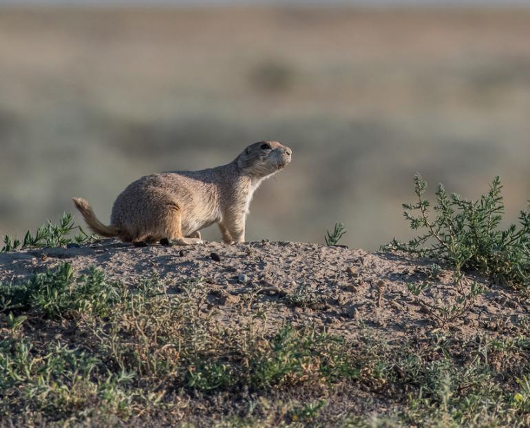 Prairie dog