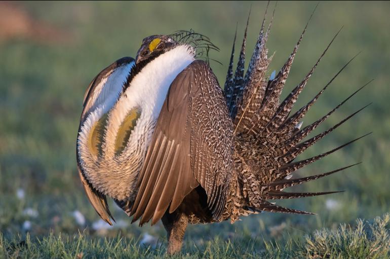 Sage grouse