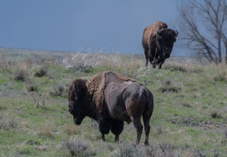 Two bison
