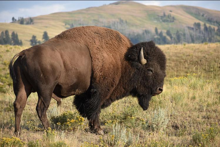 Buffalo