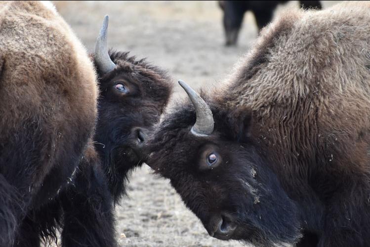 buffalo fight