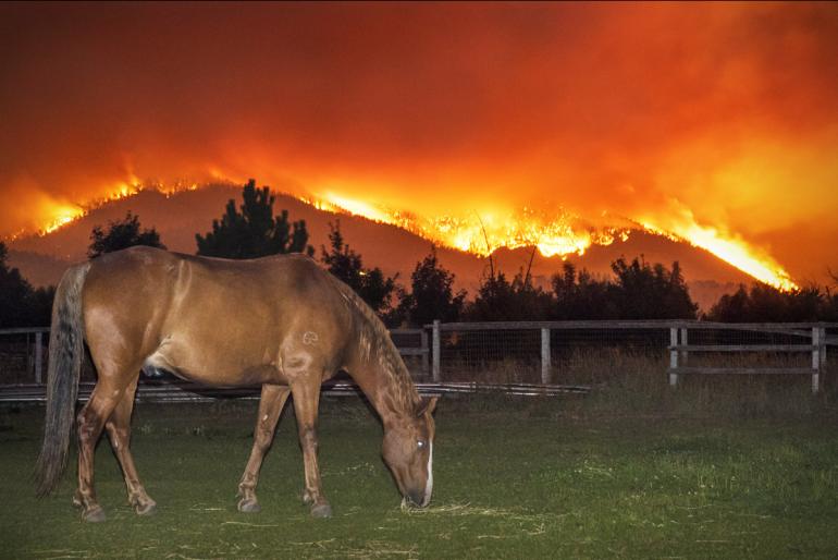 Dunrovin's Horse Rocket in2017 Photo by John Ashley