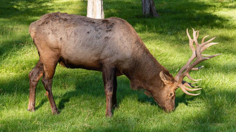 Elk Grazing at the National Bison Range | Photo by Doug Stevens