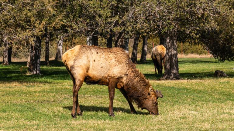 Elk Grazing at the National Bison Range | Photo by Doug Stevens